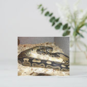 スネークポストカード ポストカード (スタンド正面)