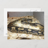 スネークポストカード ポストカード (正面/裏面)