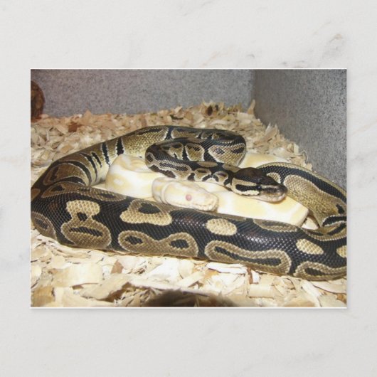スネークポストカード ポストカード (正面)