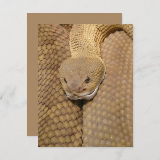 スネーク誕生日カードハッピーバースデースネーク (正面/裏面)