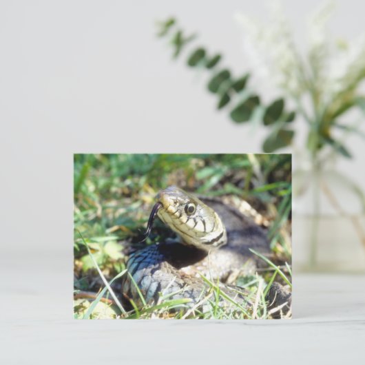 スネーク ポストカード (スタンド正面)