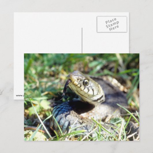 スネーク ポストカード (正面/裏面)