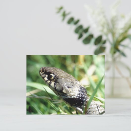 スネーク ポストカード (スタンド正面)