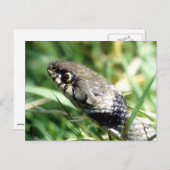 スネーク ポストカード (正面/裏面)