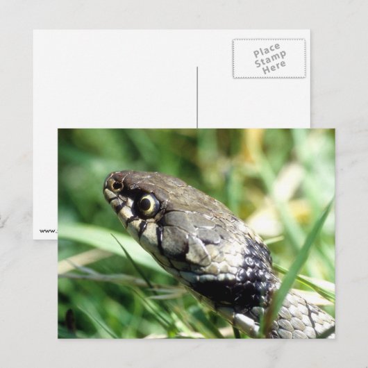 スネーク ポストカード (正面/裏面)