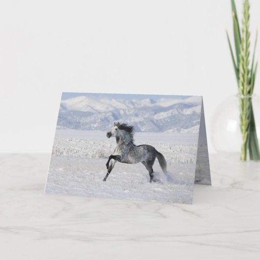 スノイランニングスタリオン馬グリーティングカード シーズンカード (正面)