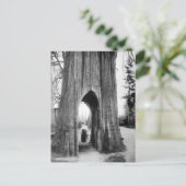 スノホミシュの有名な自転車の木 ポストカード (スタンド正面)