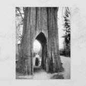 スノホミシュの有名な自転車の木 ポストカード (正面)