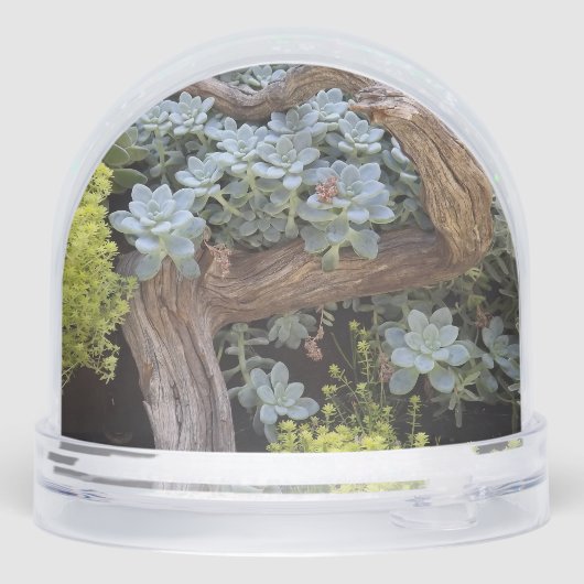 スノングローブの吸肉 (裏面)