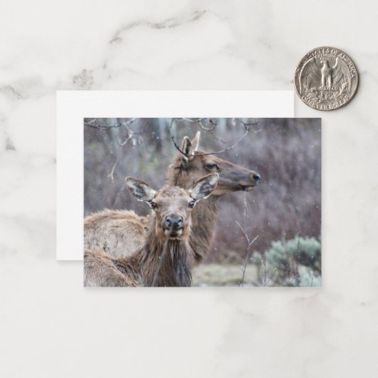 スノーイエルク ノートカード (正面/裏面インサイチュ)