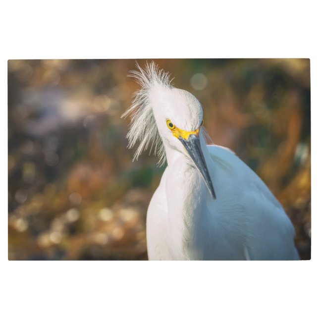 スノーイエーグレット メタルプリント (正面)