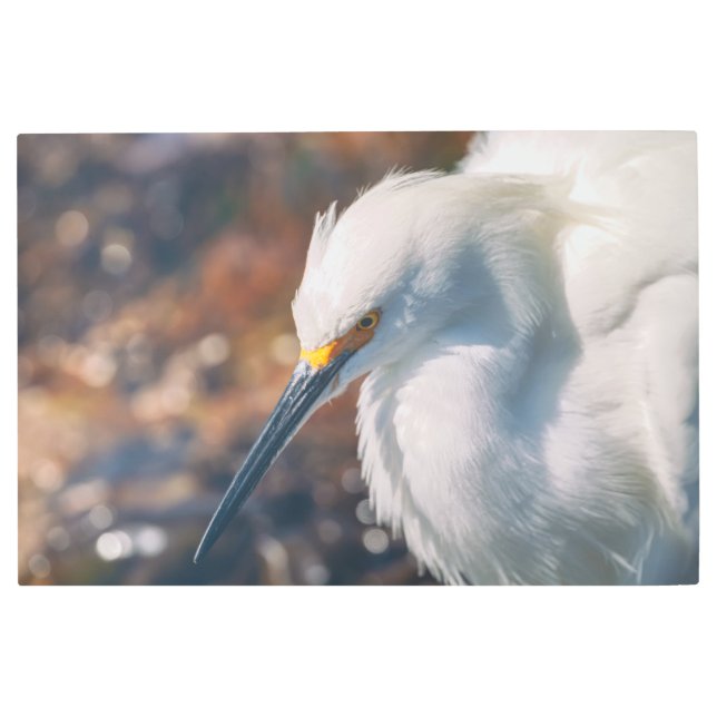 スノーイエーグレット メタルプリント (正面)