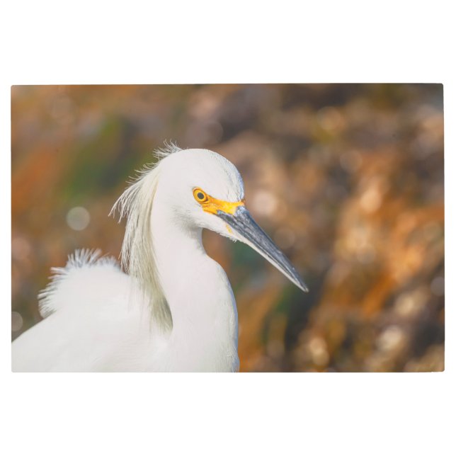 スノーイエーグレット メタルプリント (正面)