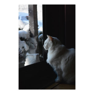 スノーイホワイト子猫 フォトプリント