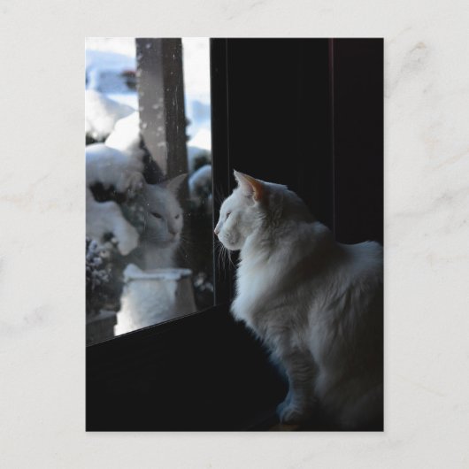 スノーウィーホワイト子猫はがき ポストカード (正面)