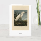 スノーウィー・ヘロン（エグレット） – アウドゥボンのアメリカ鳥 カード (裏面)