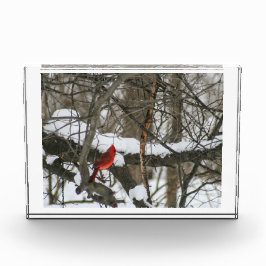 スノーウッズIIの（鳥）ショウジョウコウカンチョウ フォトブロック