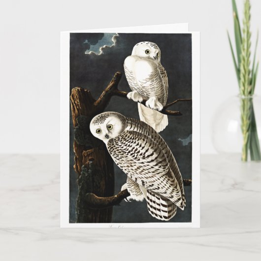 スノーウーフクロウイラストレーションバイオードゥボン カード (正面)