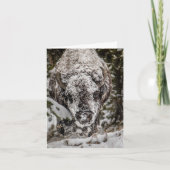 スノーカバービソングランドテトンカード カード (正面)