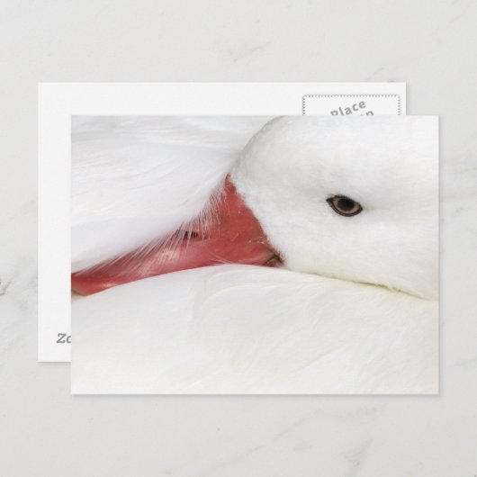 スノーグースチェンカエルセンス ポストカード (正面/裏面)