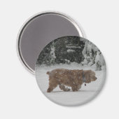 スノーコッカースパニエル犬 マグネット (正面/裏面)