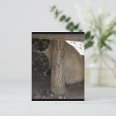 スノーシューのシヴァ ポストカード (スタンド正面)