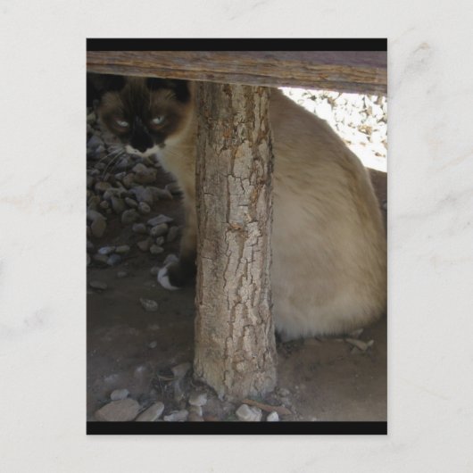 スノーシューのシヴァ ポストカード (正面)