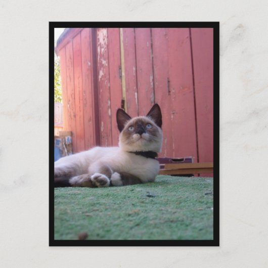 スノーシューのシヴァ ポストカード (正面)