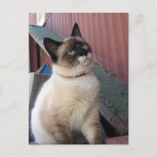 スノーシューを震え上げる ポストカード (正面)