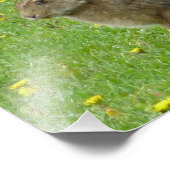 スノーシュー・ハレはタンポポを崇拝する フォトプリント            (角)