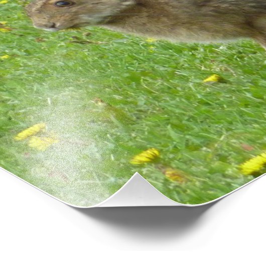 スノーシュー・ハレはタンポポを崇拝する フォトプリント            (角)