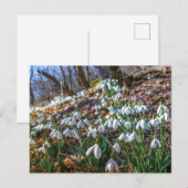 スノードロップの花 春の森の自然ポスター シーズンポストカード (正面/裏面)