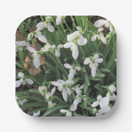 スノードロップオンザスクエア紙プレート ペーパープレート (正面)