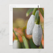 スノードロップス ポストカード (正面/裏面)