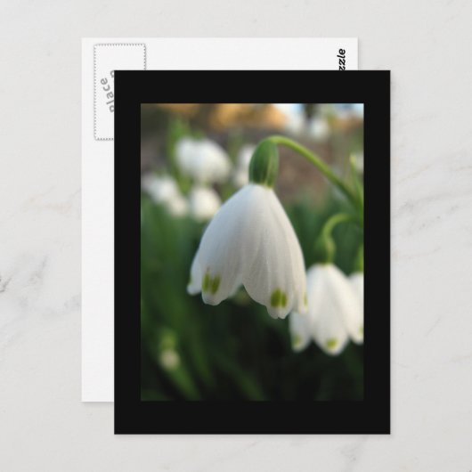 スノードロップフラワーはがき ポストカード (正面/裏面)