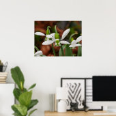 スノードロップフラワーポスター ポスター (ホームオフィス)