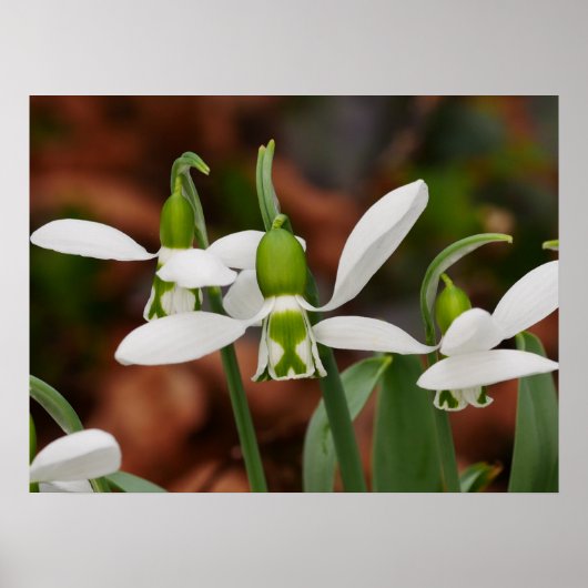 スノードロップフラワーポスター ポスター (正面)