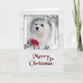 スノードロップマルチーズクリスマスカード シーズンカード