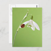 スノードロップ時のラディバグ ポストカード (正面/裏面)