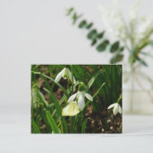 スノードロップ時の小さな白 ポストカード (スタンド正面)