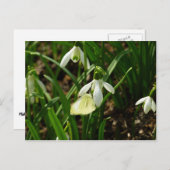 スノードロップ時の小さな白 ポストカード (正面/裏面)