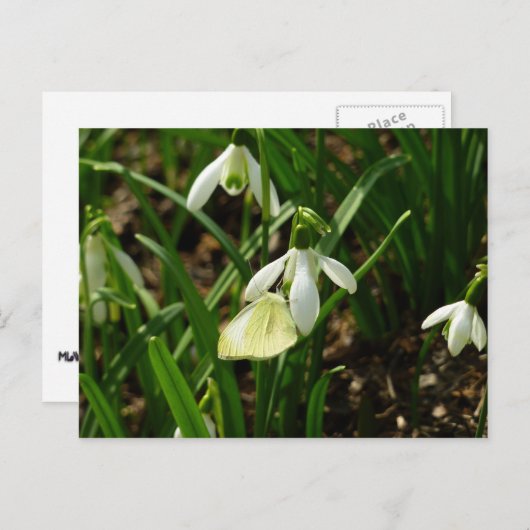 スノードロップ時の小さな白 ポストカード (正面/裏面)