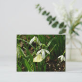 スノードロップ時の小さな白 ポストカード (スタンド正面)