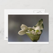 スノードロップ(ガランサス・ニヴァリス) ポストカード (正面/裏面)