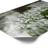 スノードロップ フォトプリント            (角)