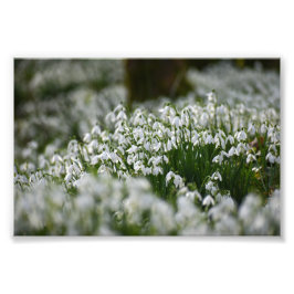 スノードロップ フォトプリント           