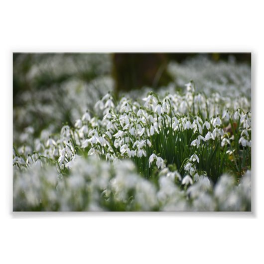 スノードロップ フォトプリント            (正面)