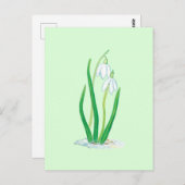 スノードロップ（Galanthus nivalis）早春の花 ポストカード (正面/裏面)