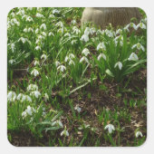 スノードロップII (ガランサス)春フローラ スクエアシール (正面)