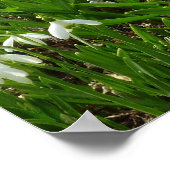 スノードロップII (ガランサス)春フローラ ポスター (角)